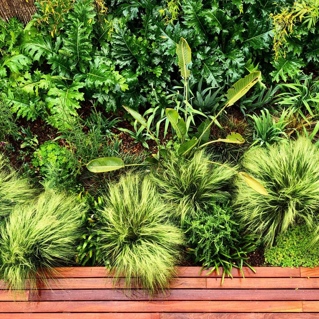 Végétation luxuriante dans le petit jardin d'une maison de ville à Quimper