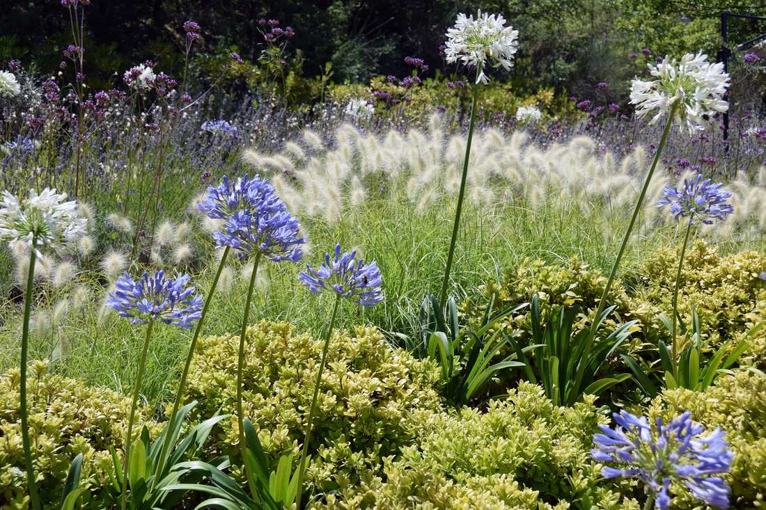 Fleurs et floraisons méditerrannéenes aménaagé par un concepteur paysagiste à Quimper